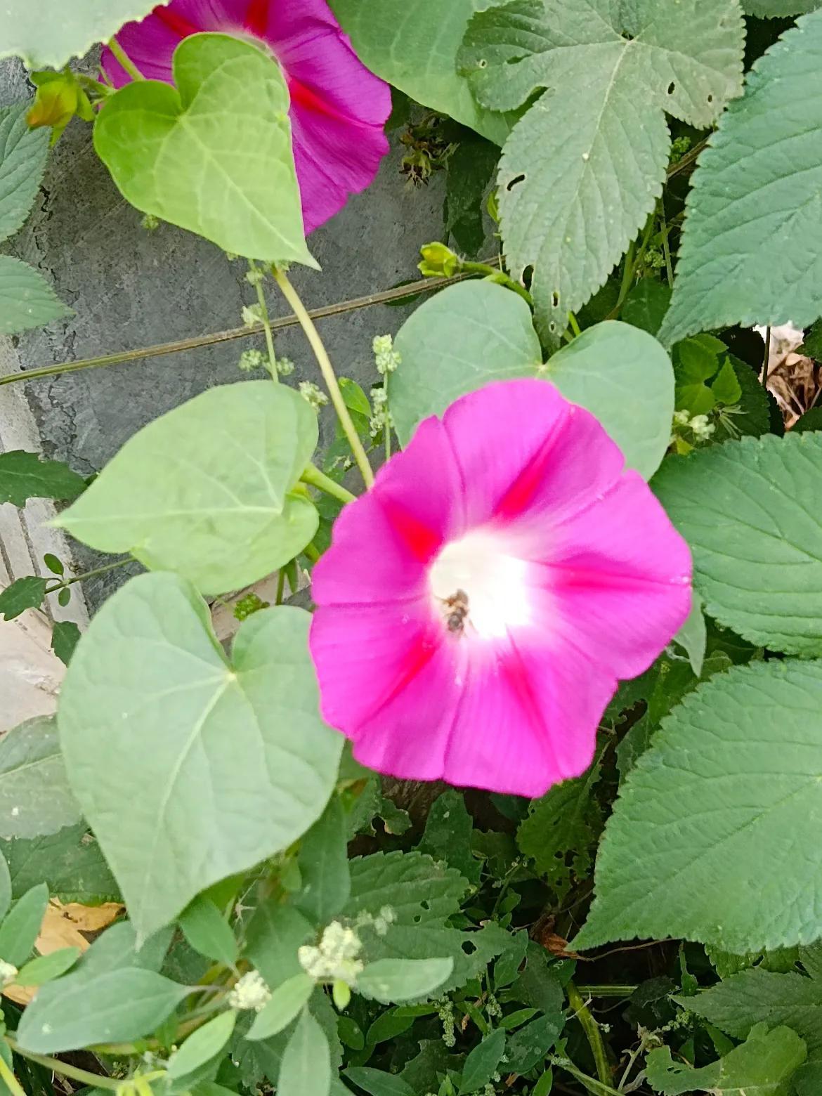 #分享旅行中的随手拍##随手拍的花分享# #随手拍花的美#