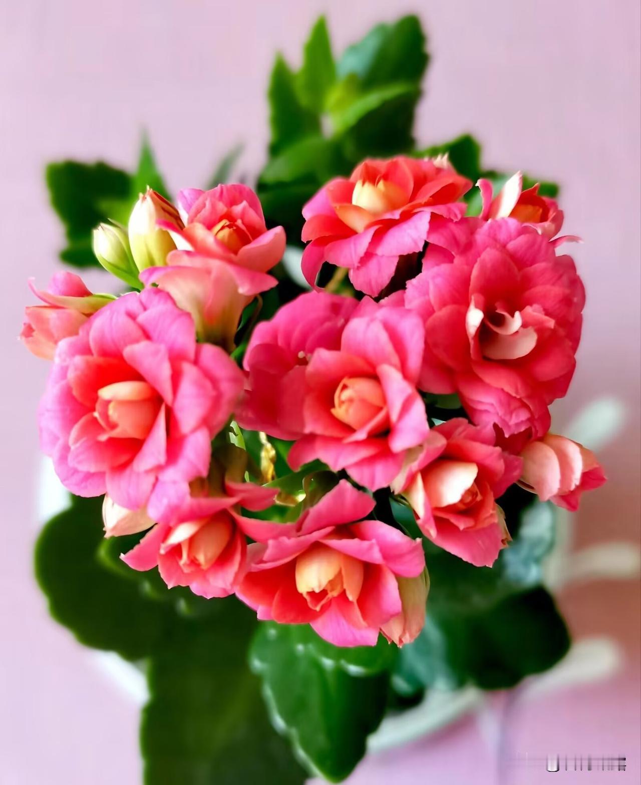 赏花拍花，收获的是好心情，只要有花可拍，生活就会像花一样丰富多彩！最治愈人心的，