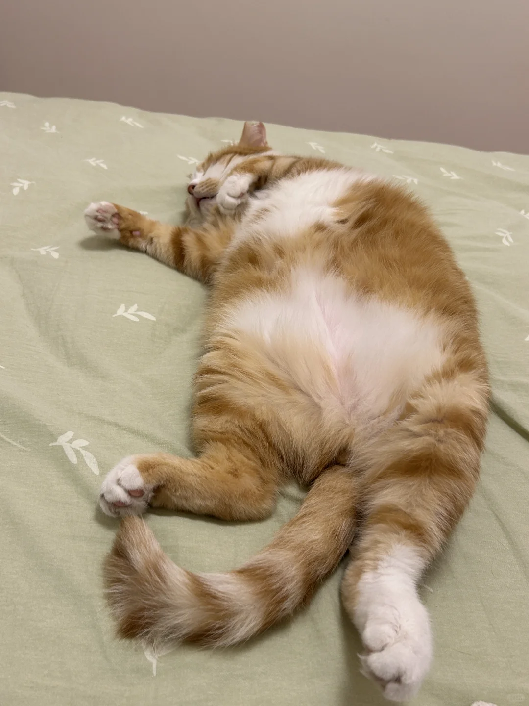 当我在哀嚎人为什么要上班的时候，我的猫👆