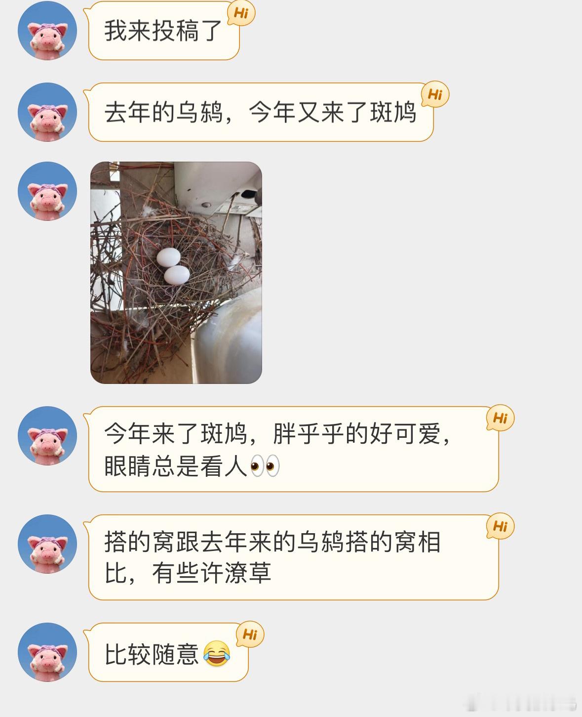 #鸟粉投稿# 这是什么风水宝地！去年乌鸫来筑巢，现在换珠颈斑鸠了[开学季]与野生