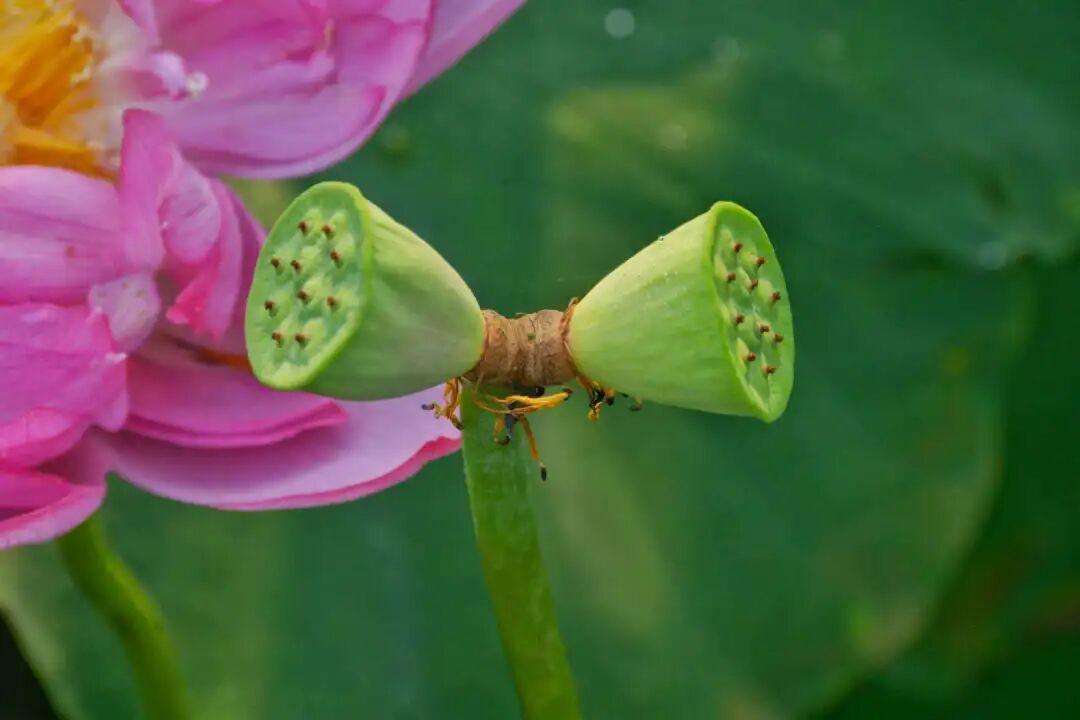 恰似并蒂莲花……