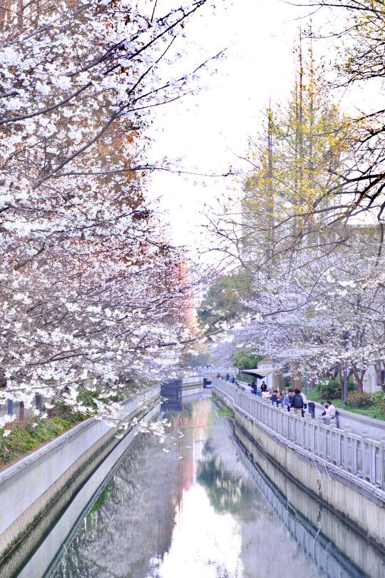 鸡鸣寺珍珠河3.20实拍📸樱花一夜之间开了！！