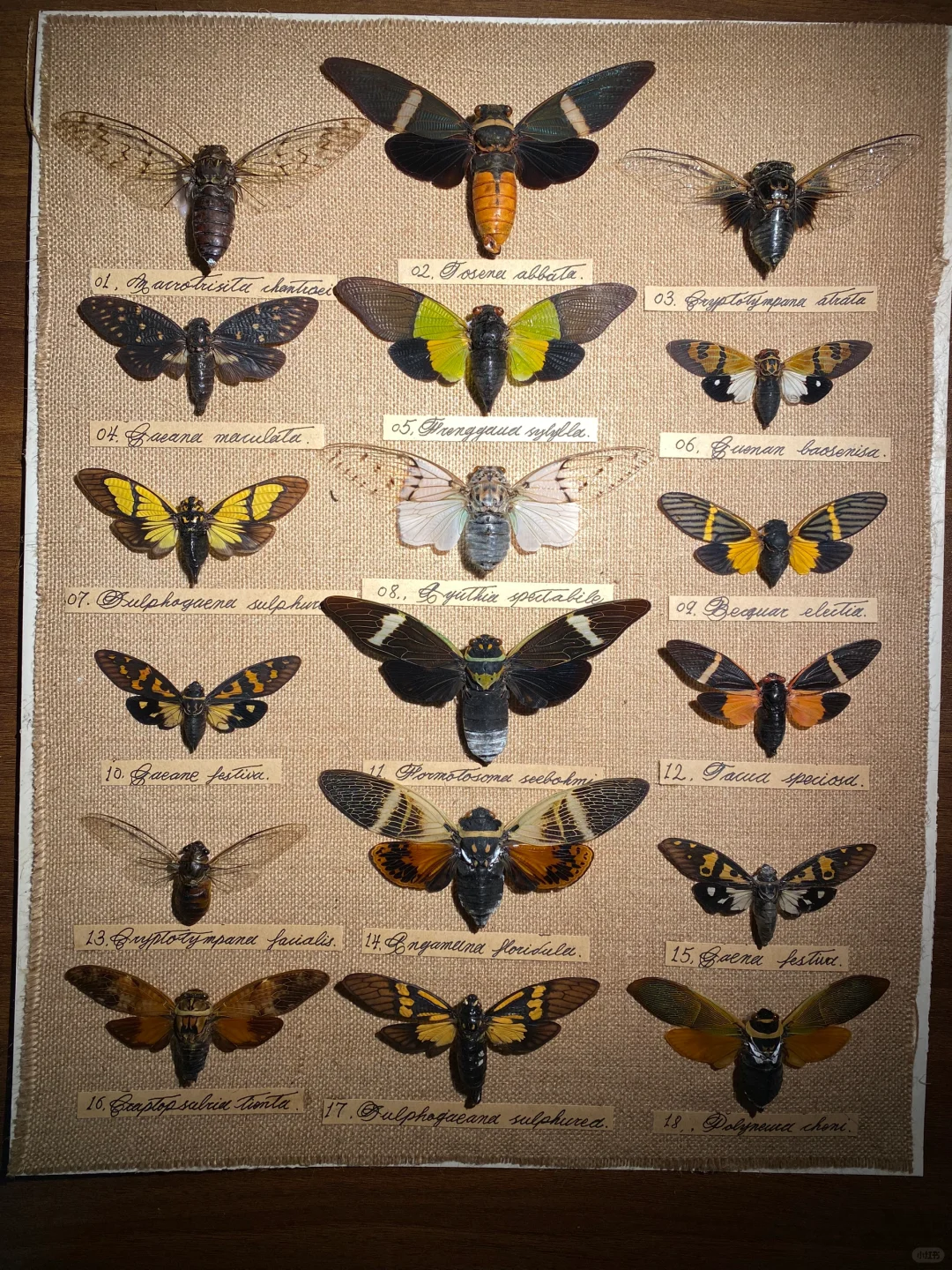 蝉标本，蝉鸣的夏天来啦