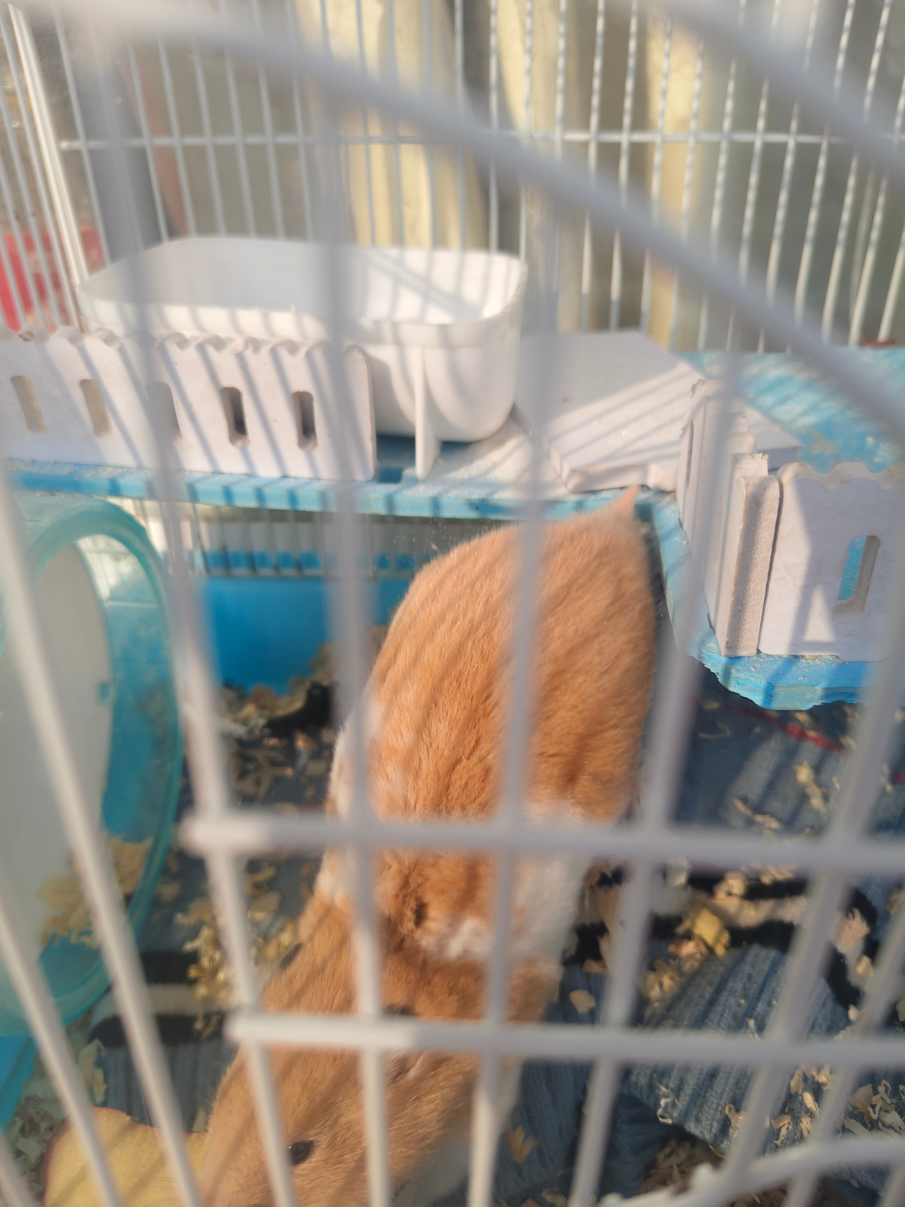 午后的阳光，是它探索世界的勇气。一块小小的食物，就是它大大的满足。这大概就是简单