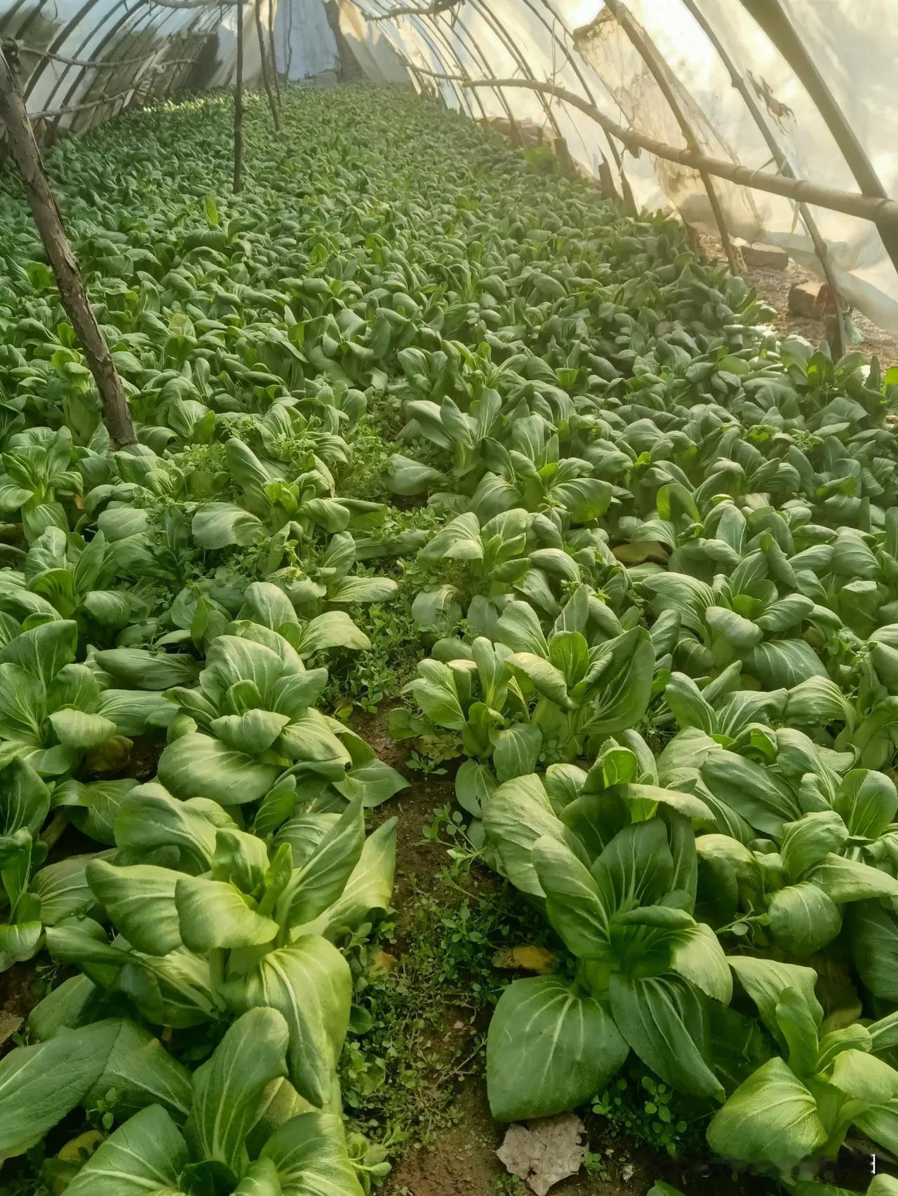 冬日生活打卡季亲亲看看吧！老爸的小菜园，室外天寒地冻，棚内温暖如春，小油菜生机勃