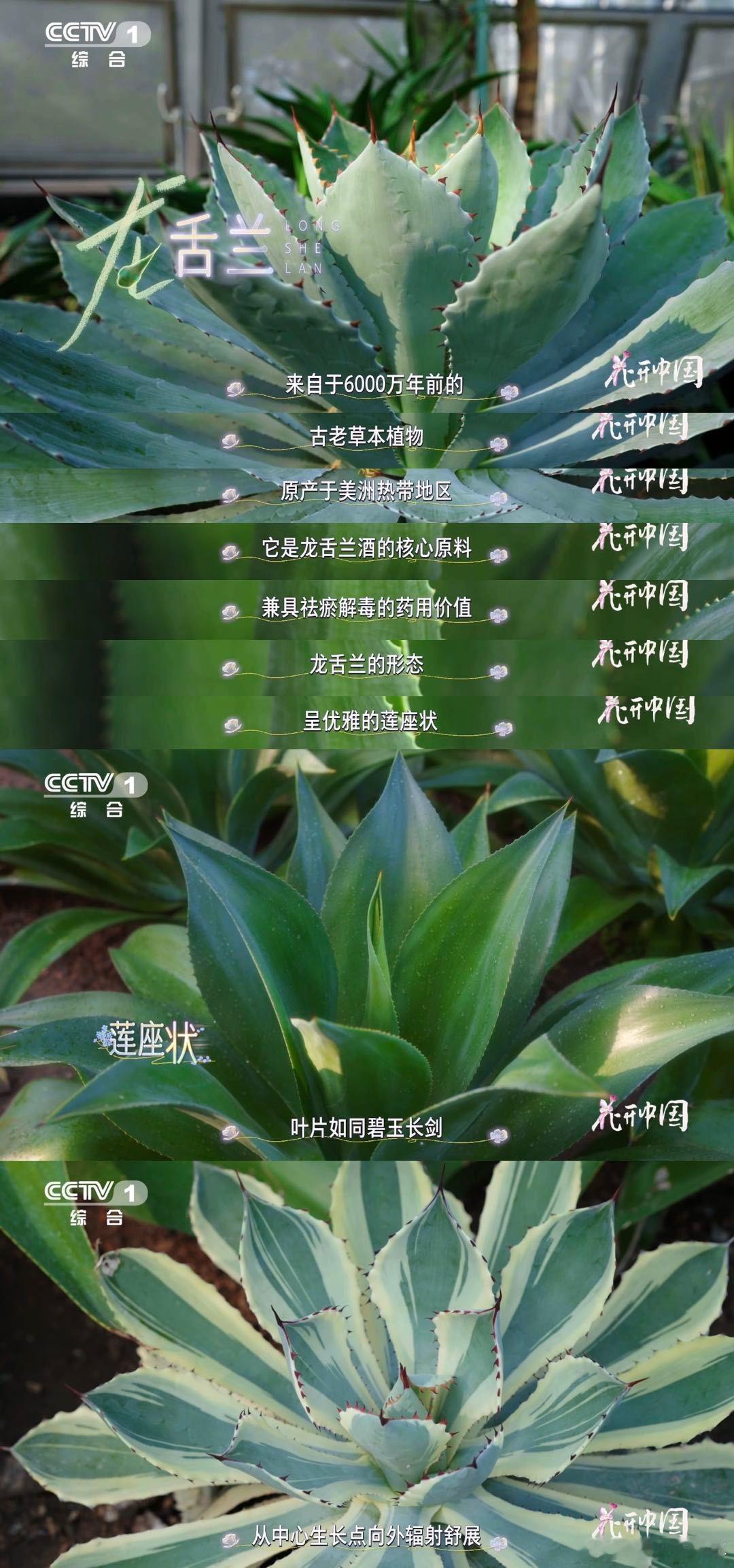 原来这不是芦荟啊龙舌兰一生只开一次花 谁和我一样认错N年！龙舌兰用半生时光扎根，