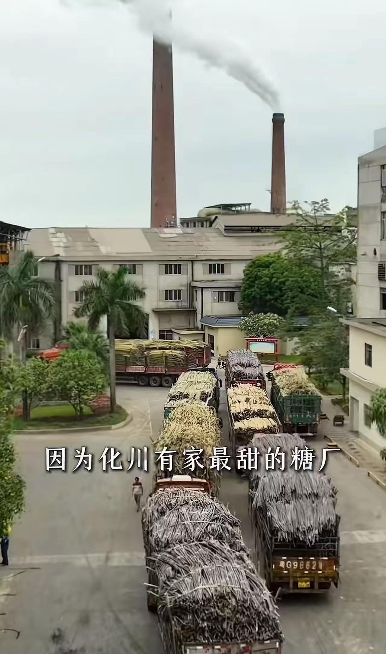 这就叫格局！广东一家糖厂，立了个新规矩，让全网轰动了！凡是拉甘蔗来厂的大货车，只
