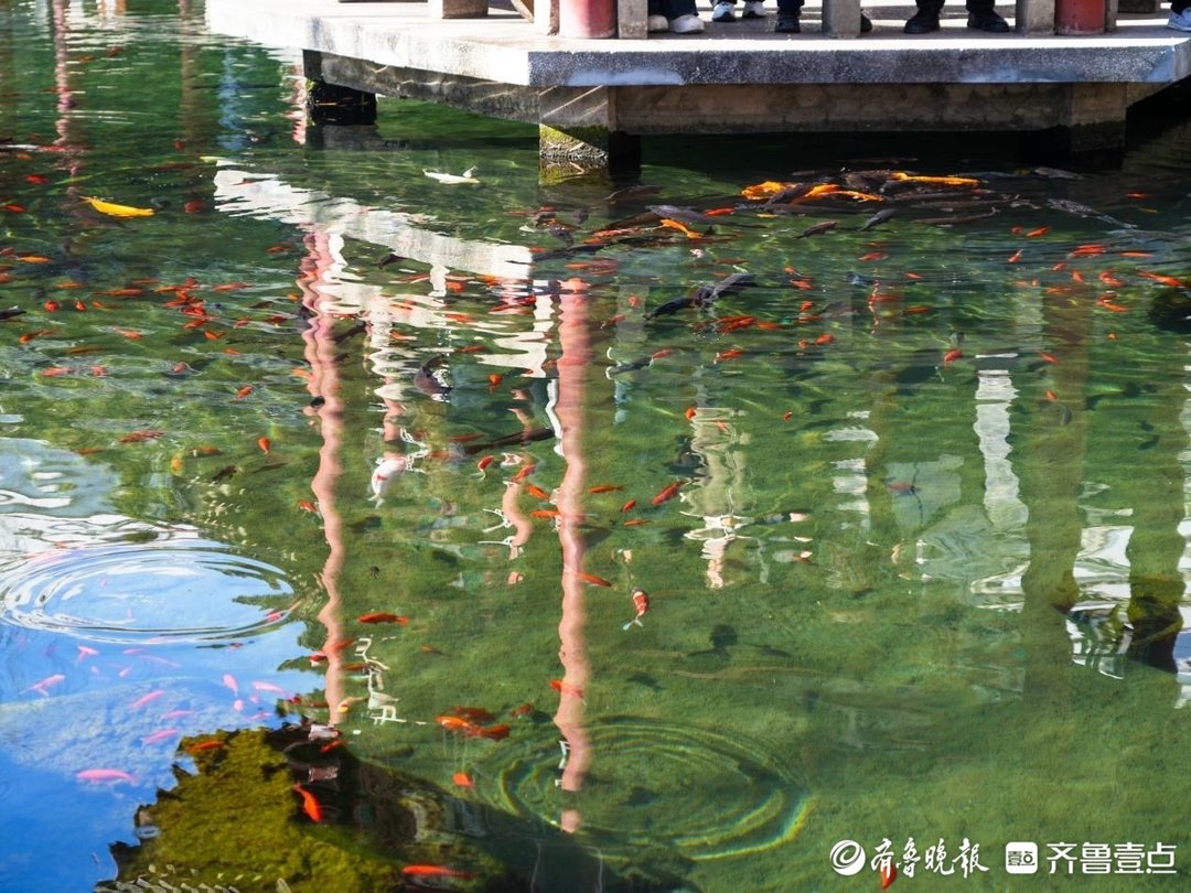 开年见面礼！元旦假期，济南天下第一泉风景区“泉新起航”