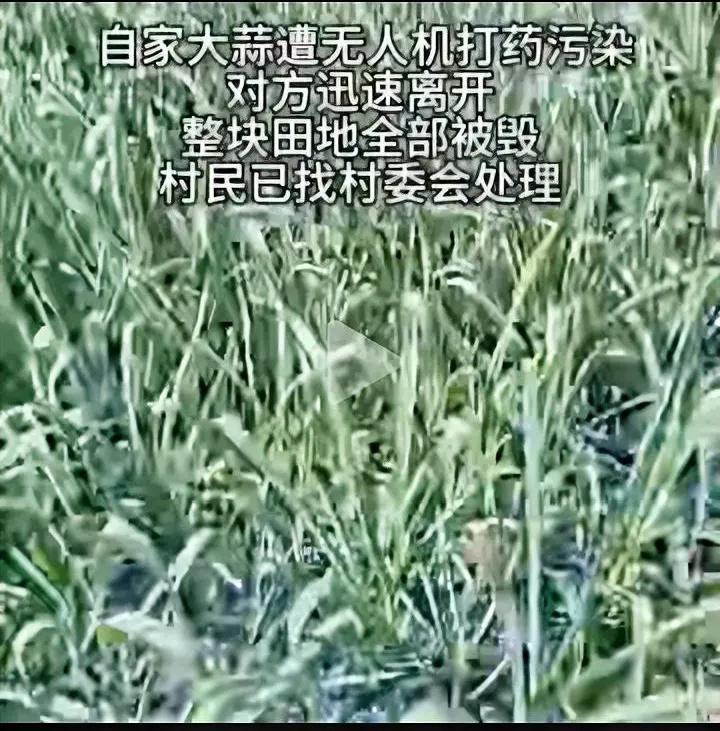 今年怪事就是多，前有无人机给油菜花田打药，现在有出了给大蒜打药的，这都不是违法了