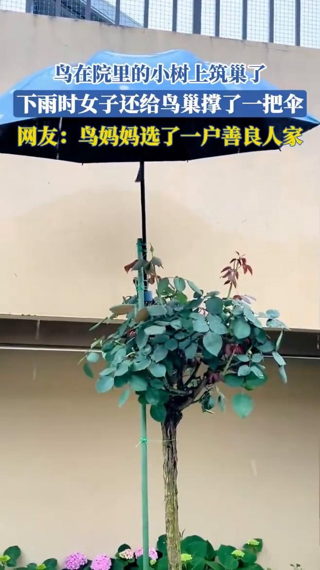 鸟在院里的小树上筑巢了，下雨时女子还给鸟巢撑了一把伞。
网友：鸟妈妈选了一户善良