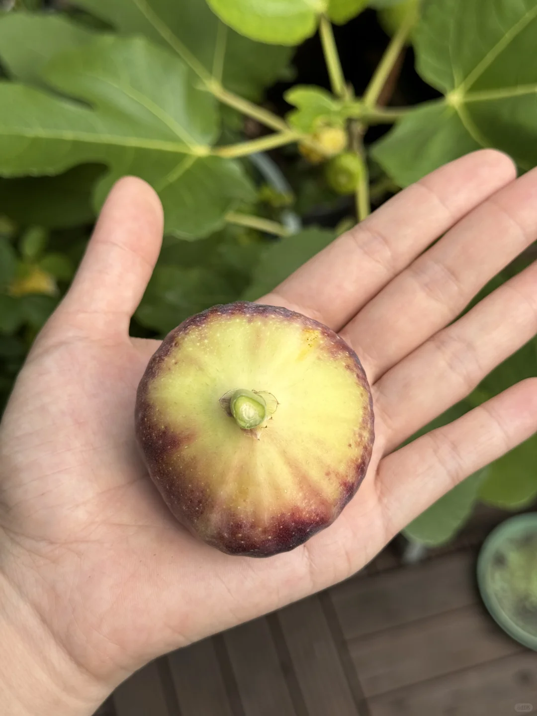 今日收获单果78克的久留米