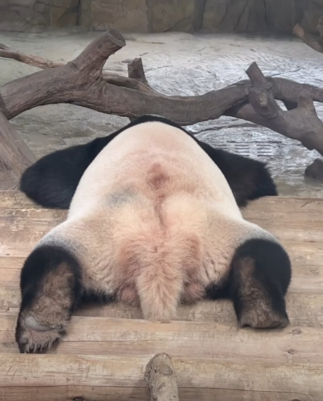 家和趴趴熊～🐼 