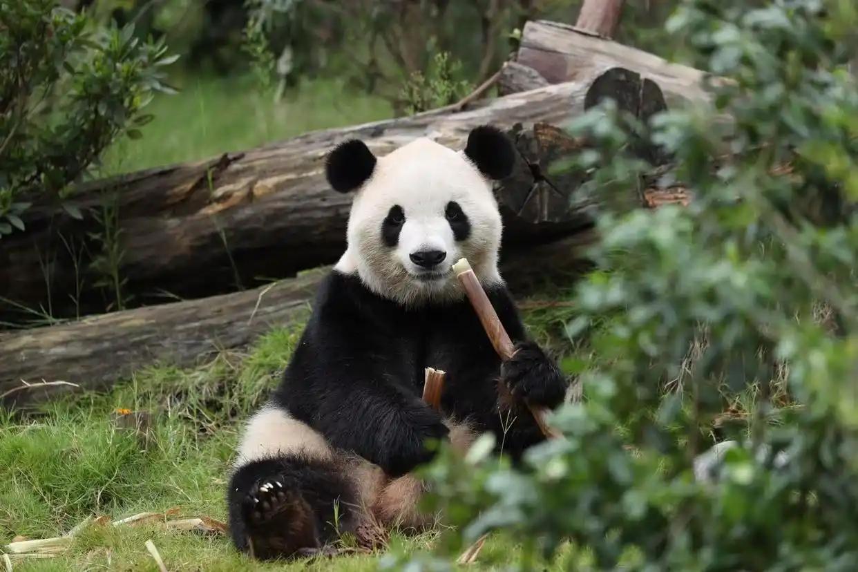 大熊猫要出远门了！目的地是美国亚特兰大动物园，这一去就是十年。

消息是九月底传