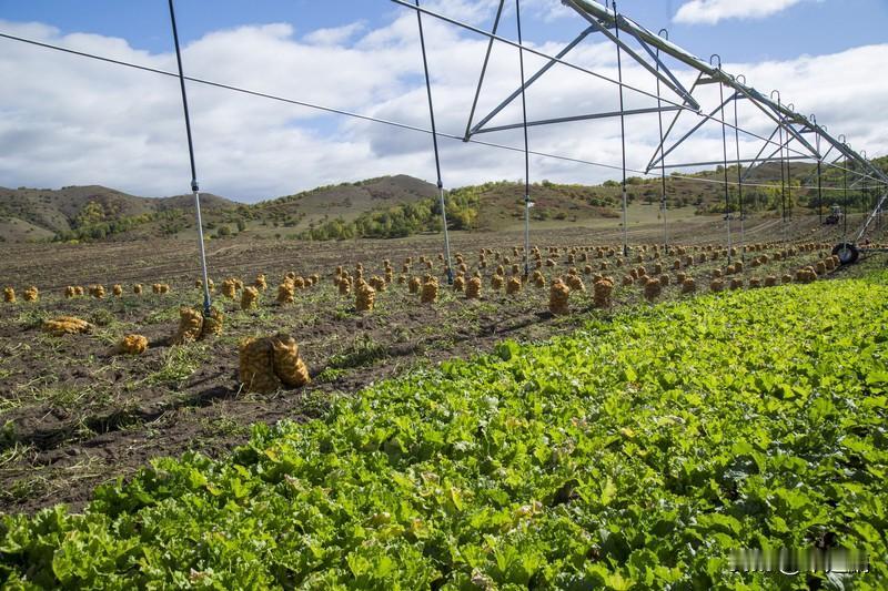 别让土豆发芽

我奶奶临终前反复叮嘱：
“土豆发芽有毒，千万别吃。”
可饥荒年代