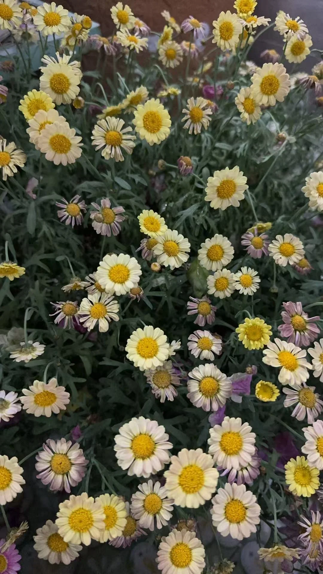 过年30℃！！我的玛格丽特都晒糊了！！！