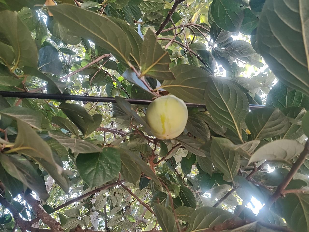 妈妈家的脆柿子，也叫巧克力柿子，成熟后脆甜🍅,很喜欢