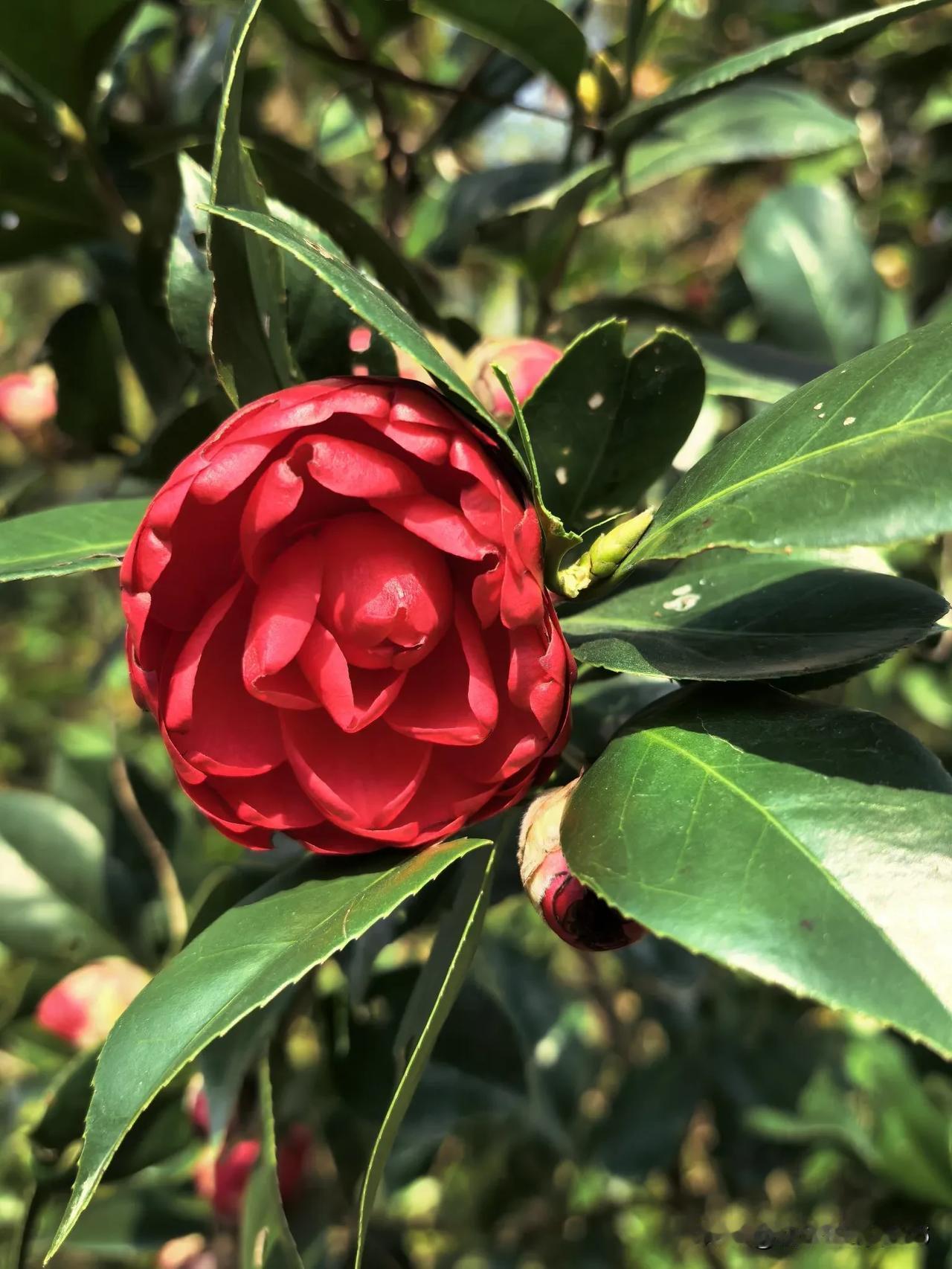 冬日风景打卡今日阳光灿烂，温暖如春，时近新年，山茶花开了。