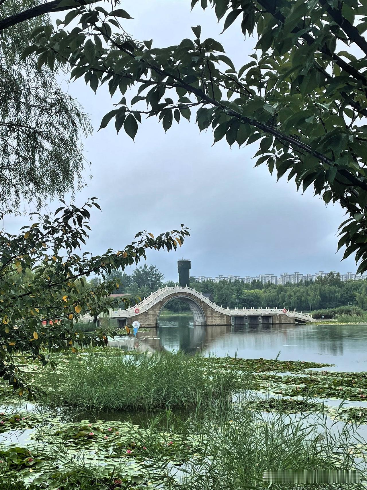 为什么我的脑海里，总会浮现出桓台那片红莲湖？

去年七八月，我一路向北，纵贯东北
