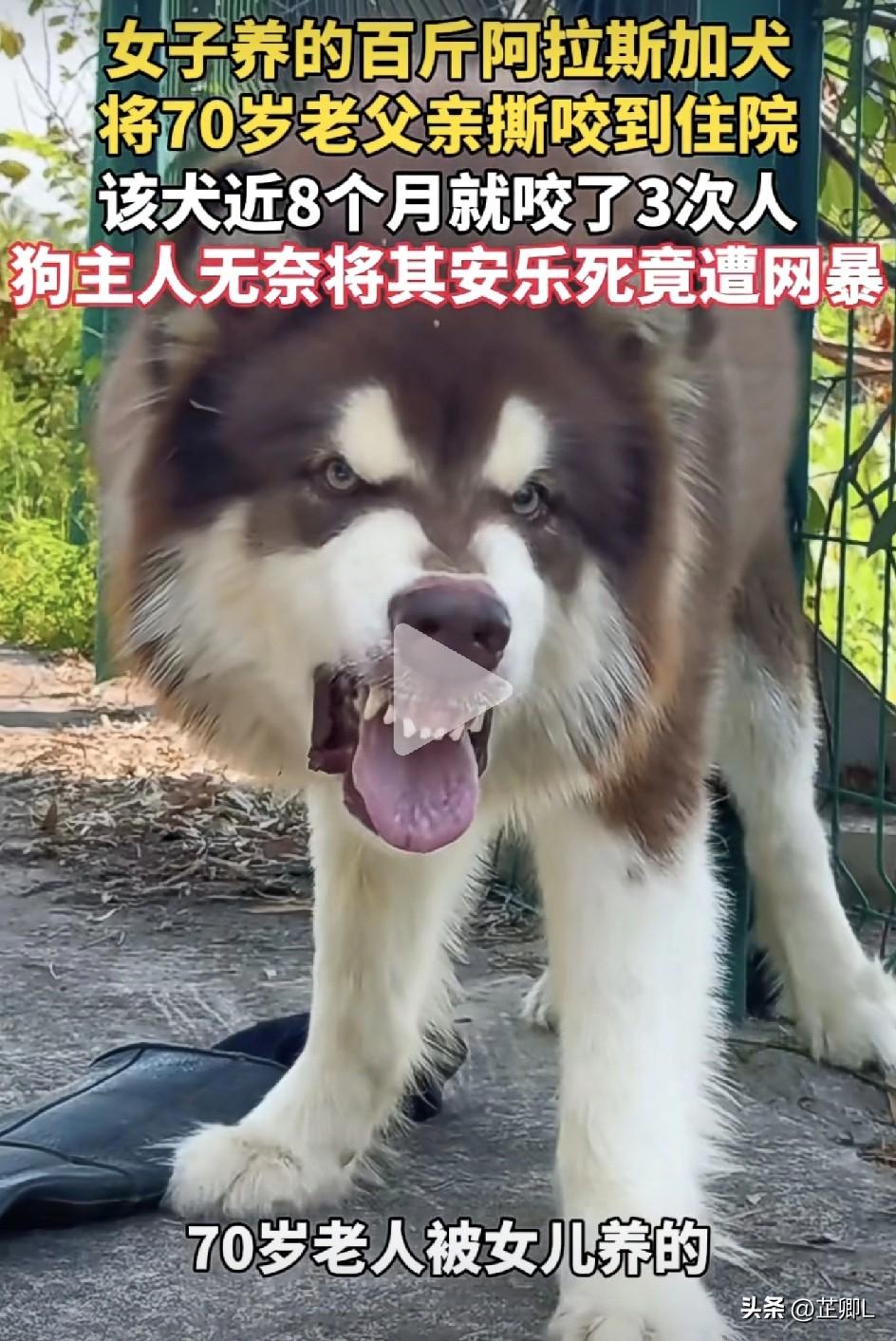 全网炸锅！百万粉丝殡葬师发布百斤阿拉斯加安乐死视频，主人遭网暴！真相却让人沉默！