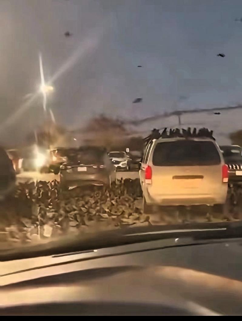 以色列惊现乌鸦！被热议的“不祥之兆”，其实藏着两层真相
 
以色列惊现乌鸦！
从