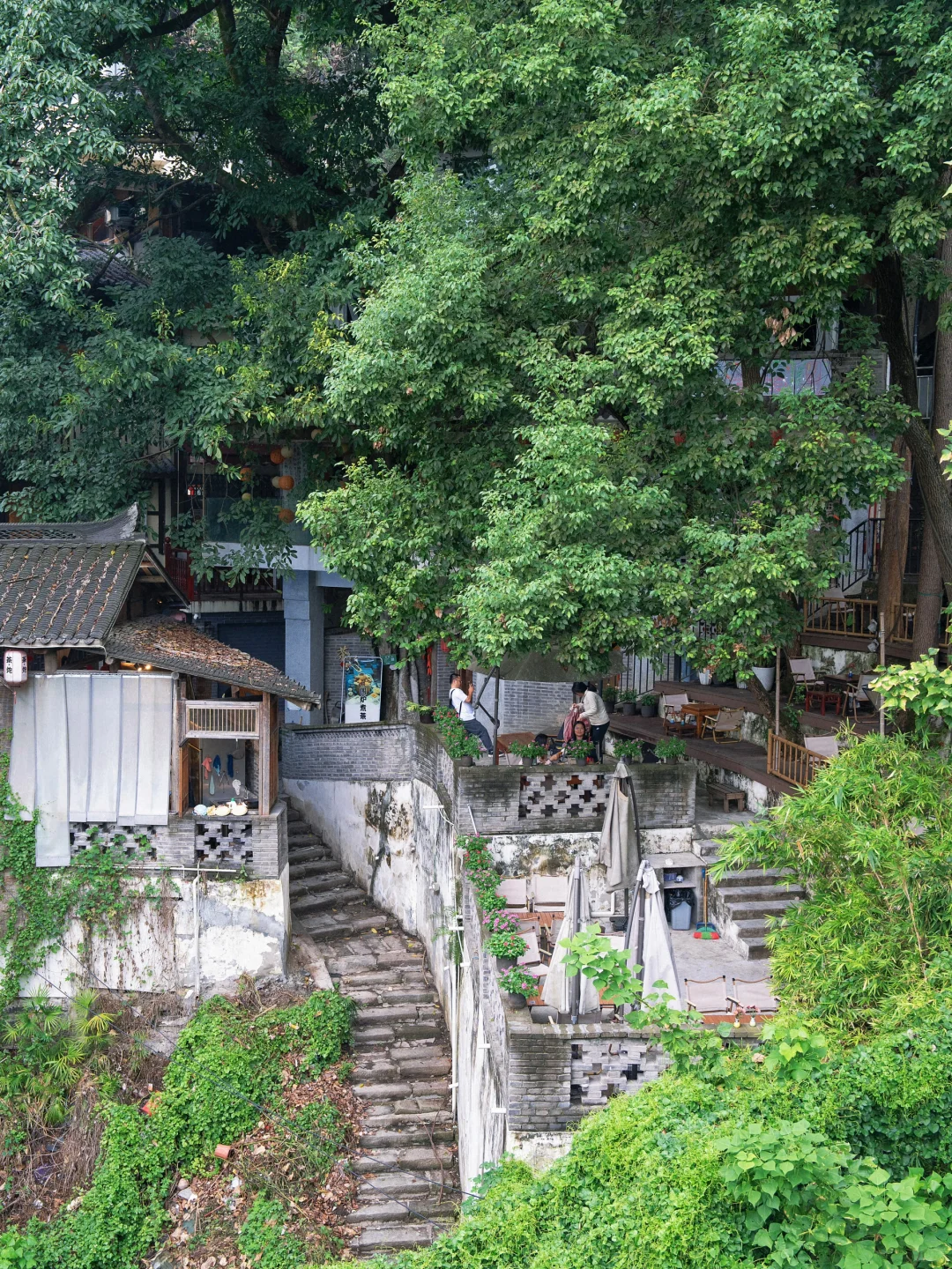 在重庆🌳我找到了梦里的那片森林