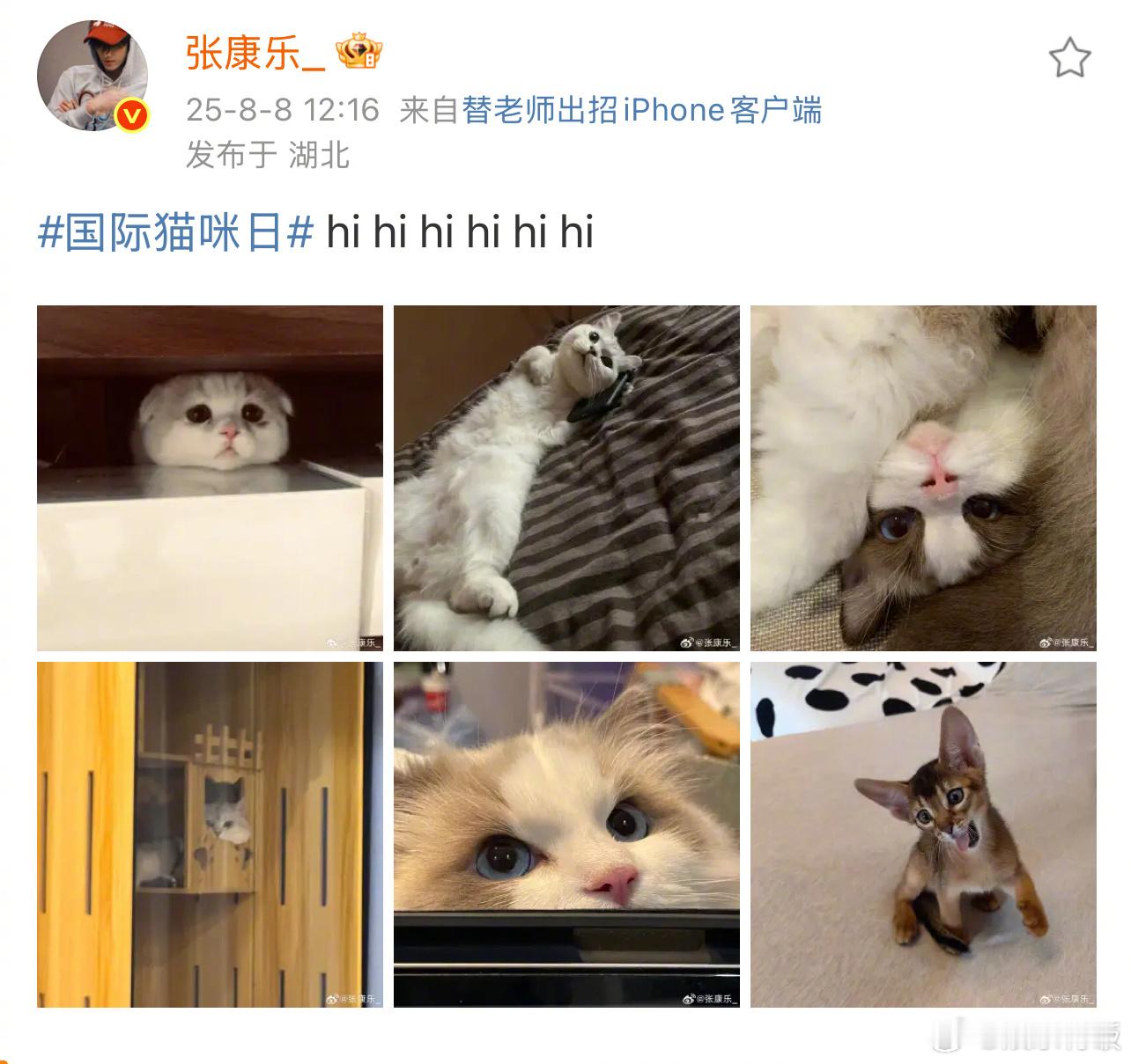 张康乐hi了6次张康乐六只猫首次集结 带着全家6只猫咪向我们走来！一家人就是要整