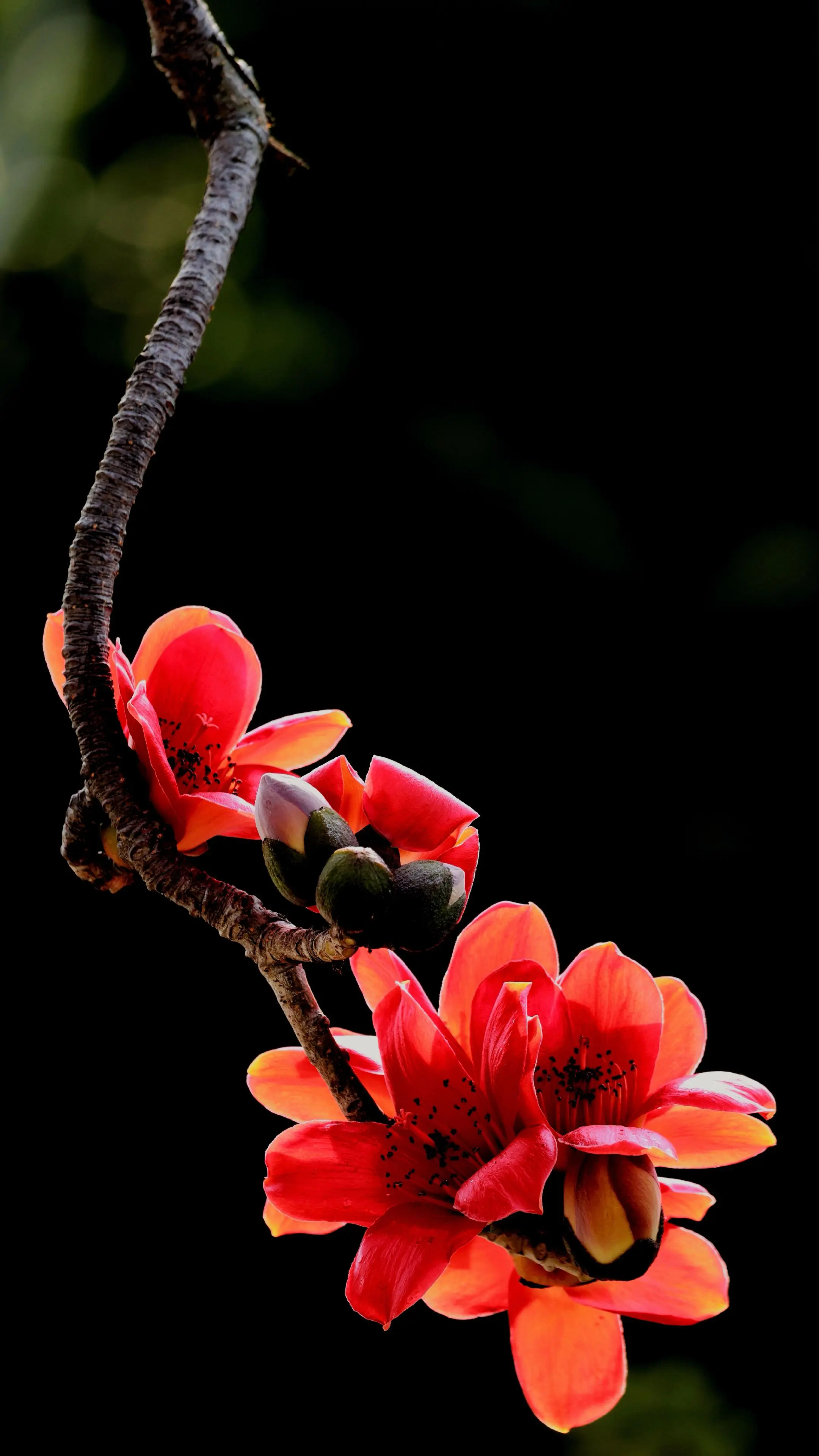 红棉 晒晒你拍的花 春暖花开奔你而来  分享一张你拍的花