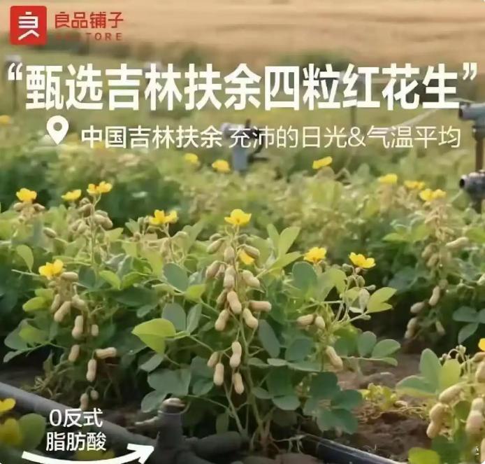 良品铺子宣传图片“花生上树”[摊手] ​​​