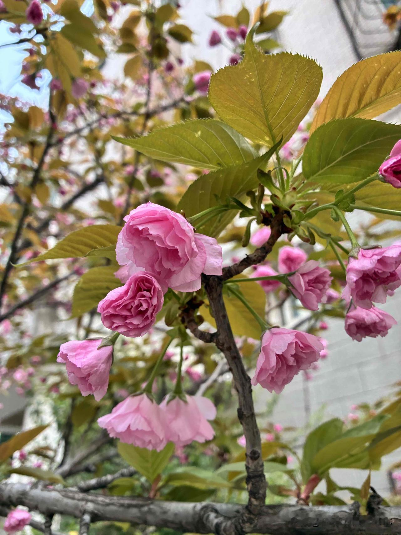 最难过的人生就是，明明没有翅膀，却做着想飞的梦。
