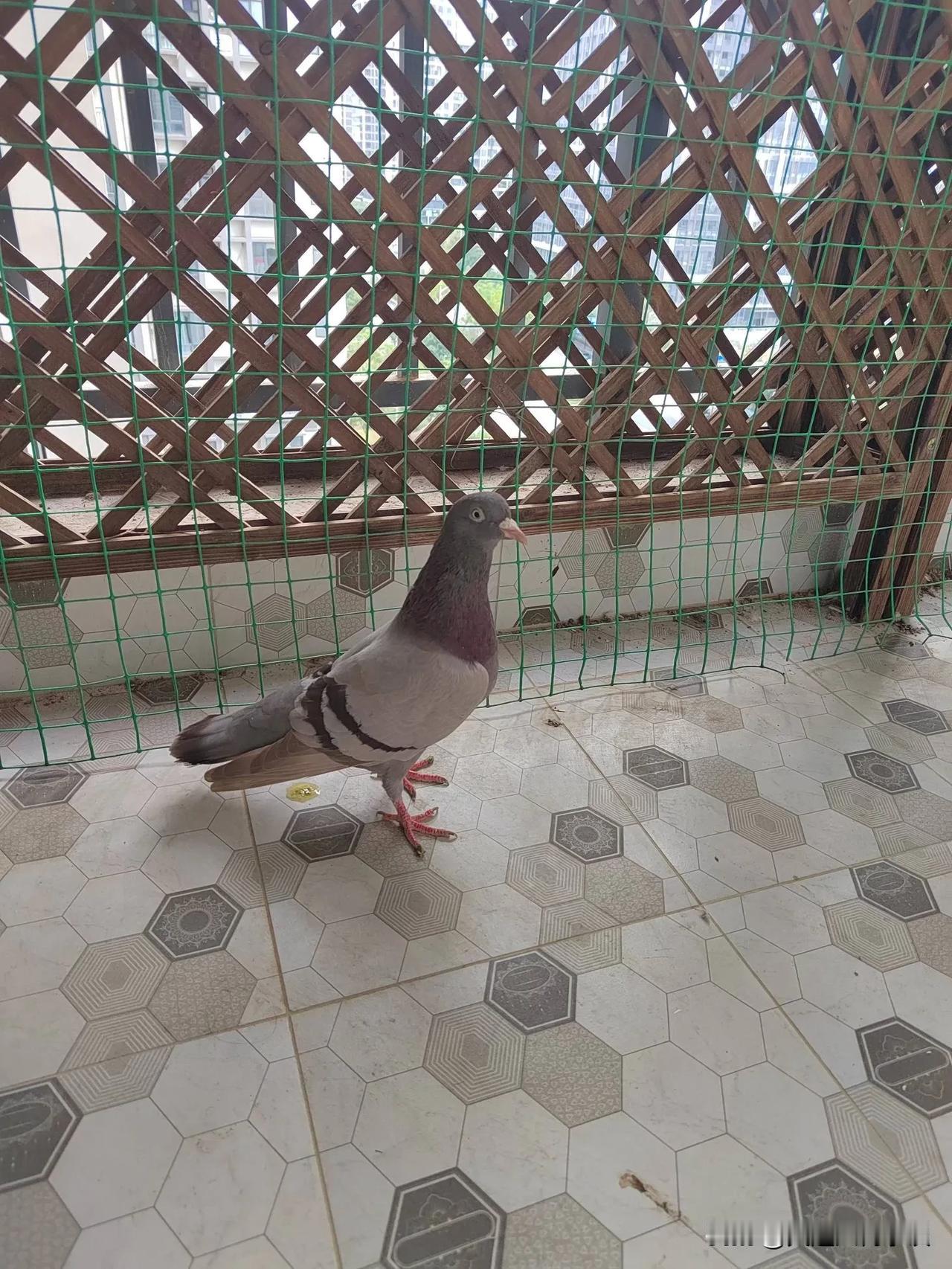 冬日的午后，阳光懒洋洋地洒在阳台上，给这个寒冷的季节带来一丝温暖。突然，一只鸽子