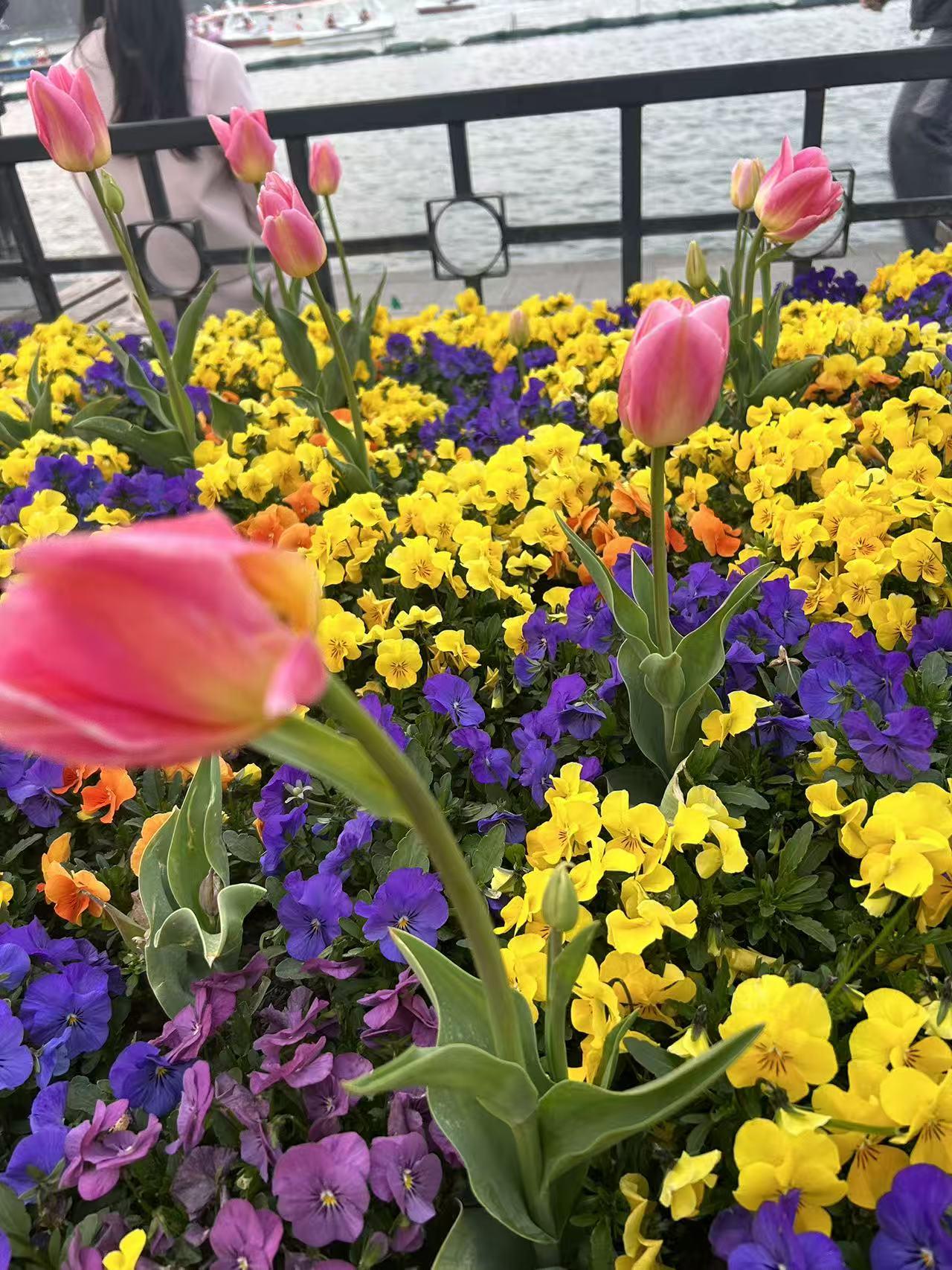 南京市玄武湖公园的郁金香也很美，品种繁多，有黄色的，白色的，还有红色带条纹的，每