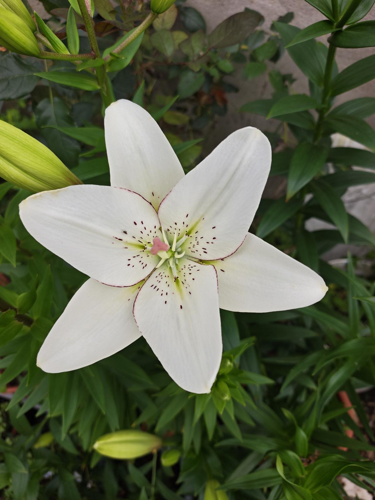 brownii var. viridulum Baker），俗称山百合、香水百合