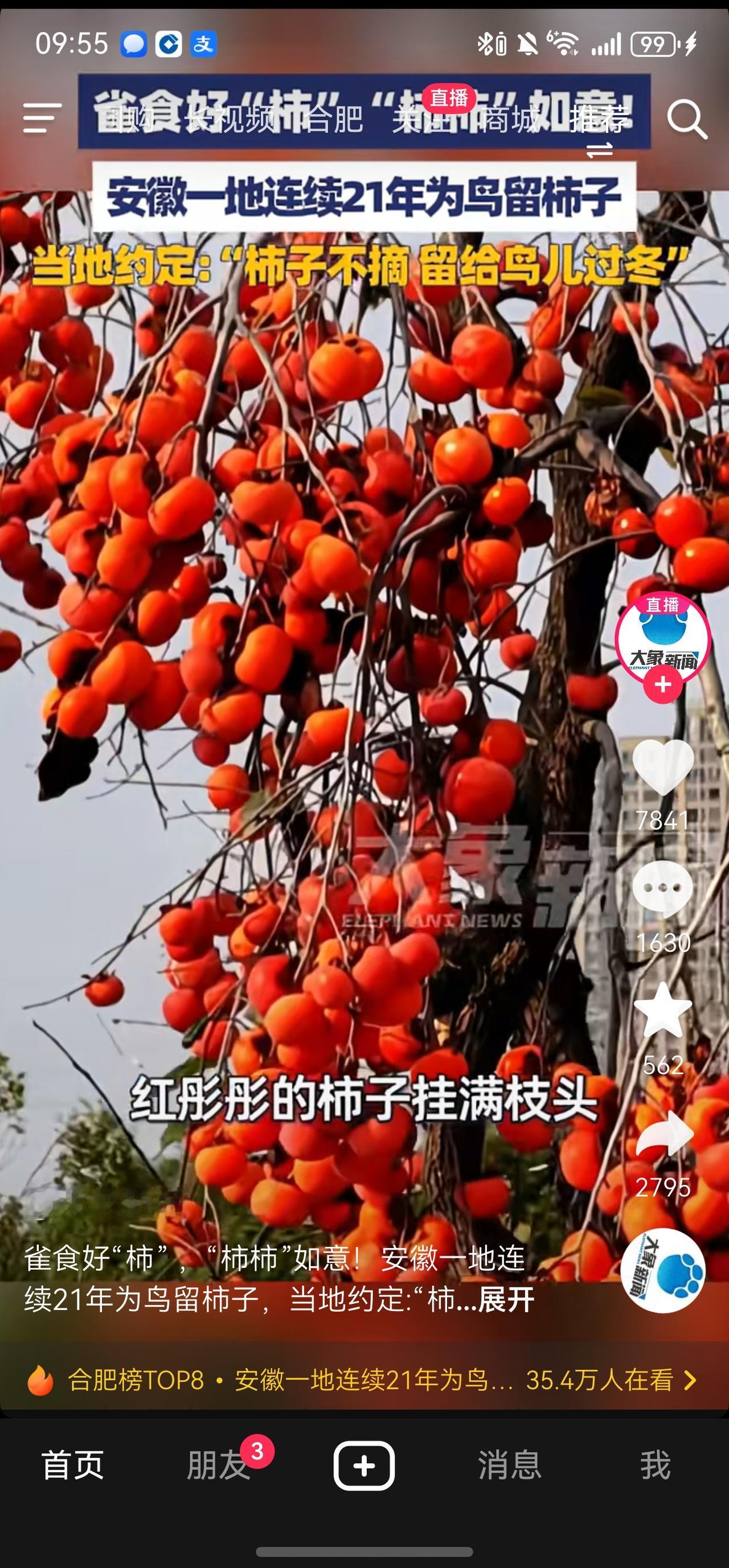 阜阳颍上的柿子又红了。曾经引进的近5000棵柿子树，如今已经硕果累累，这成熟的柿