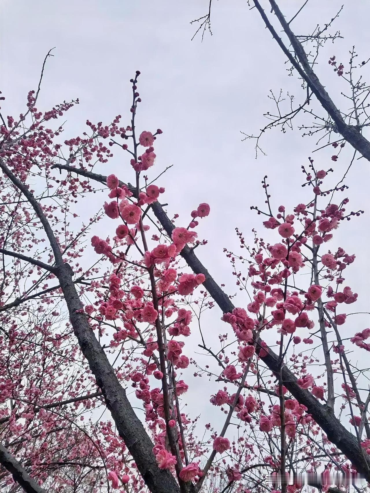 上联：梅花香落归期误
下联：有请雅士[玫瑰][玫瑰][玫瑰]