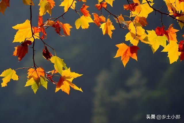 发现了吗，今年立秋后的天气有点反常
 
往年一到立秋，只是早晚微微有一丝凉意，白