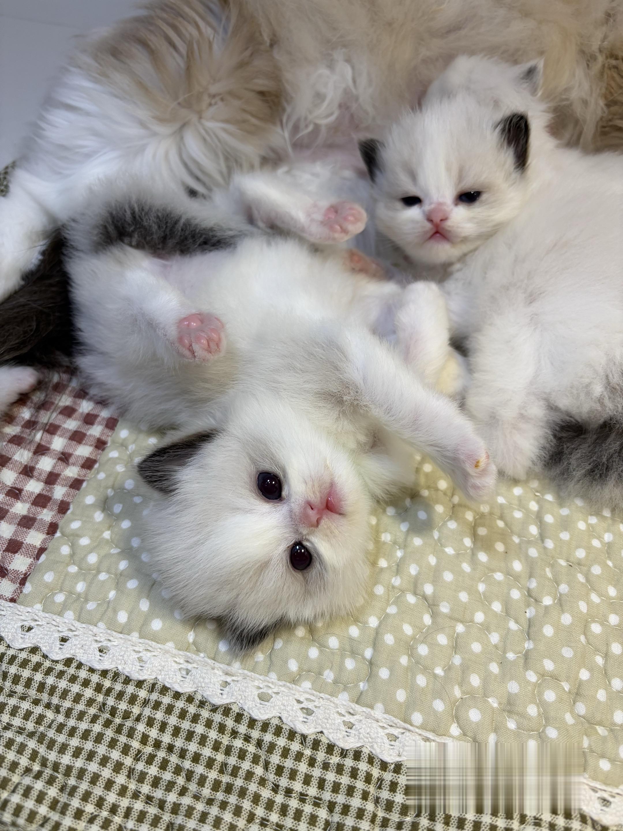 【OPM布偶猫舍】 无敌小猫出现了……