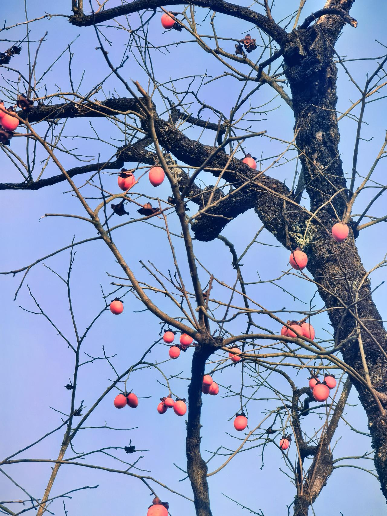 晒图笔记大赛枯藤老树昏鸦，树上红果莎莎！去叶留果也只有柿子树做的出来。[捂脸][
