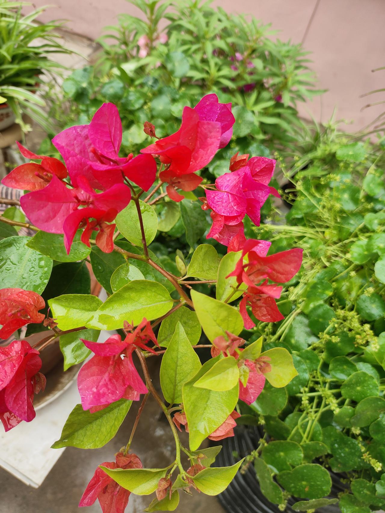 夏日生活打卡季大雨洗去燥热，花叶沾满晶莹水珠。热烈的三角梅，细碎的小黄花，一方小