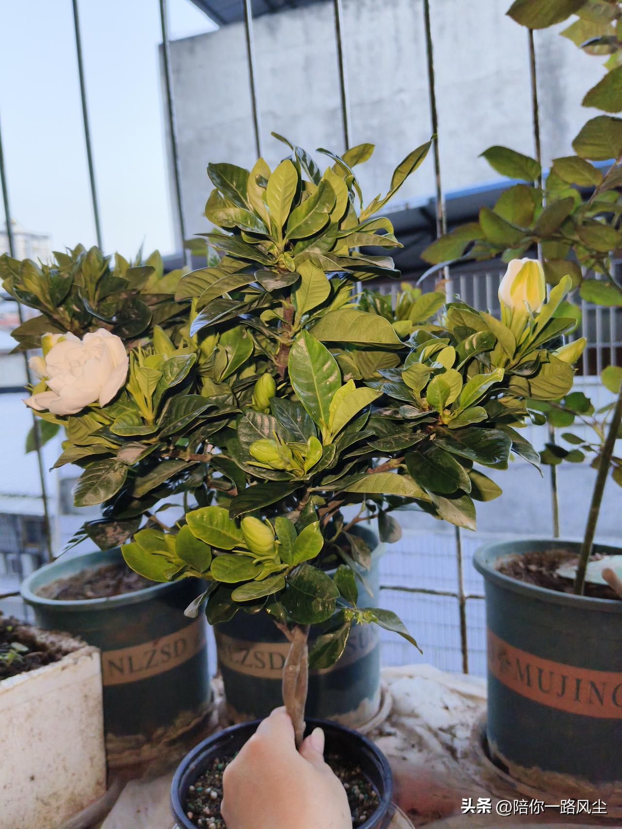 我觉得说桅子花是四川的“省花”，一点也不为过！


无论城里还是乡下，四川人都会