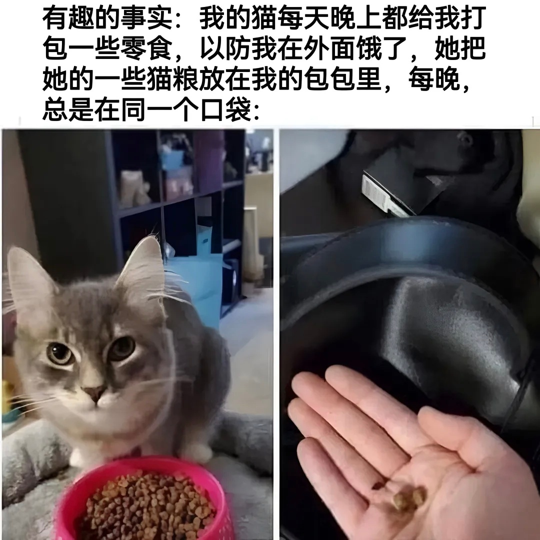 辛苦了两脚兽铲屎官 ​​​
