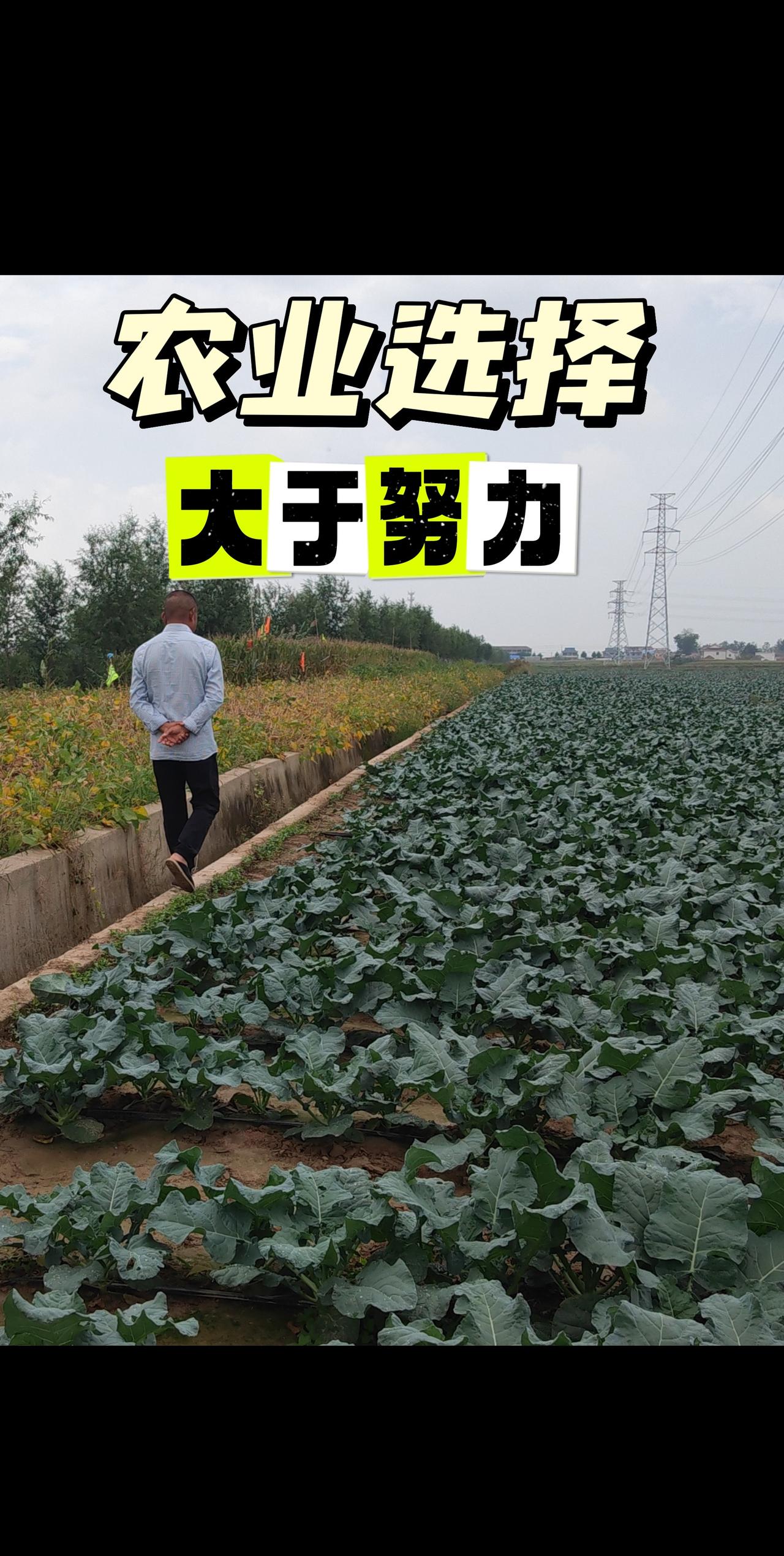 种蔬菜的风险要比水果和粮食低些，机会也要大些，这是我的心里话。
最近总有不少想搞