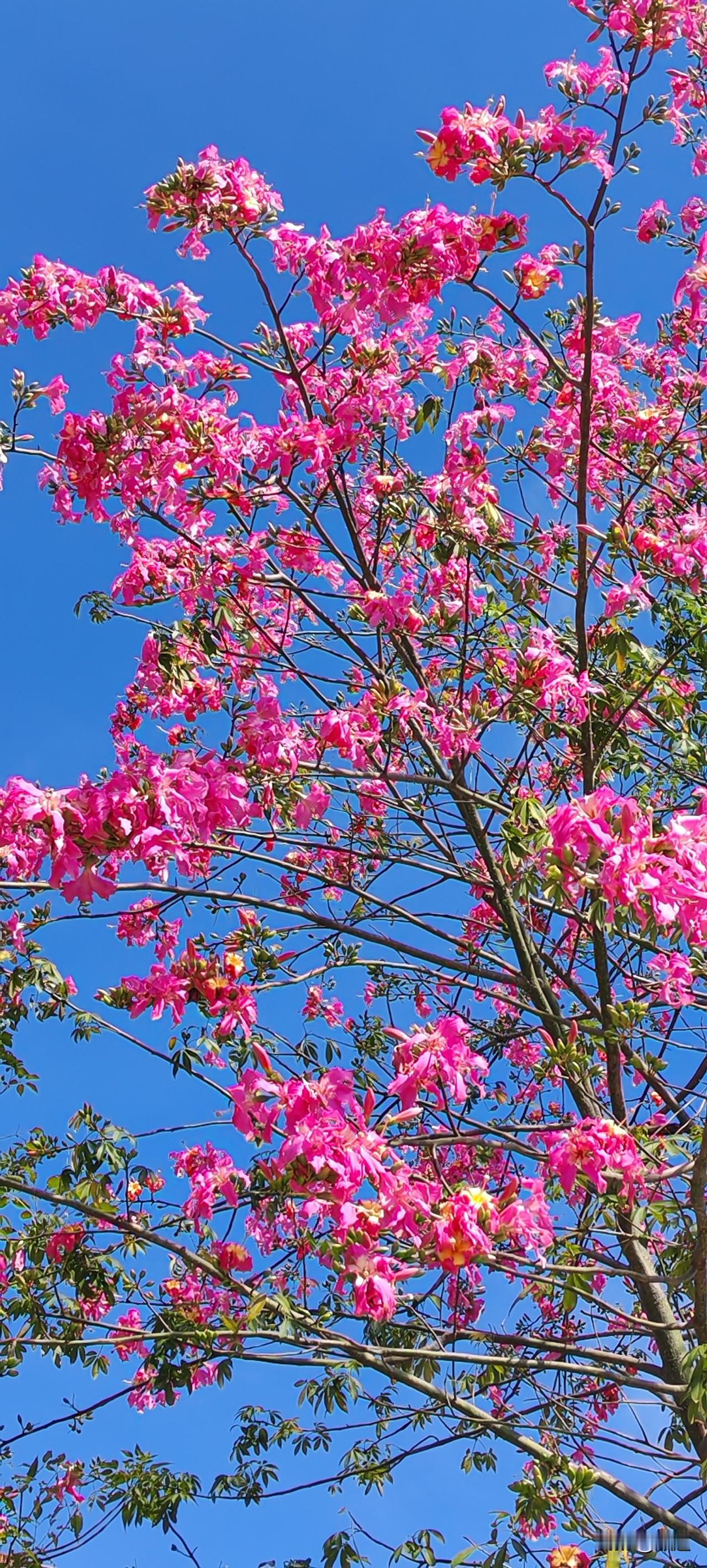 所以面对这些人的时候，只要一直在他们身边念阿弥陀佛，也许会将他们给呼唤回来。