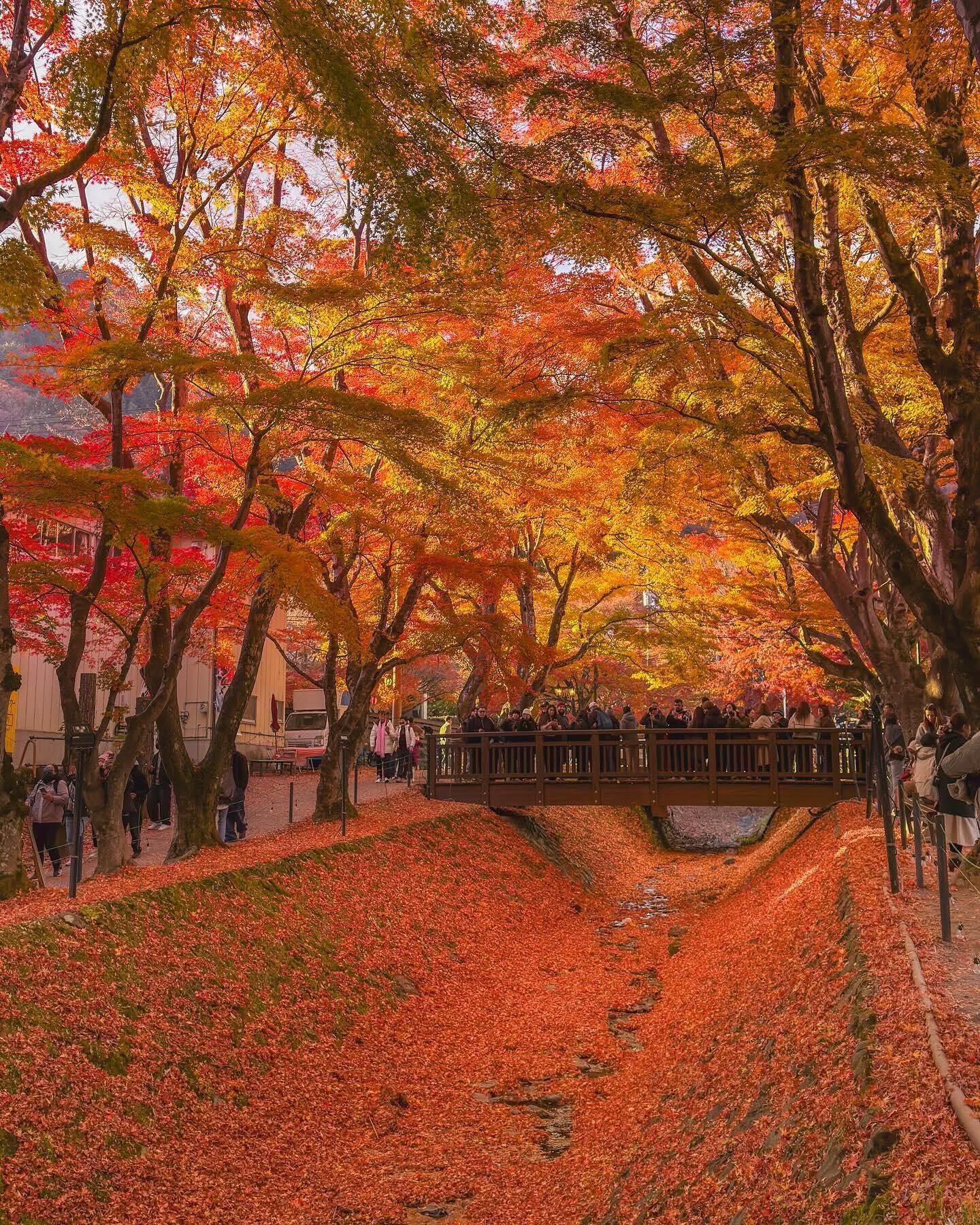 日本山梨县河口湖，枫叶回廊 ​​​
