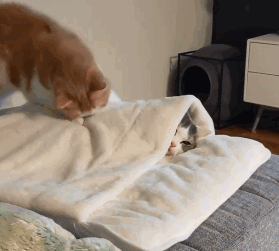 猫咪裹着被子说道：别闹了！快睡觉吧
