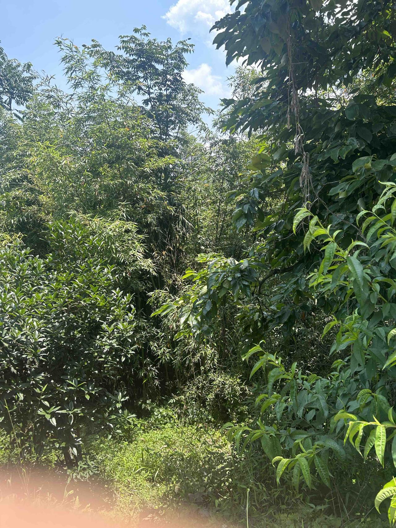 全靠祖上托举，我才能住在农村，才能拥有这么大一片竹林，才能吃到这么鲜嫩的原生态竹