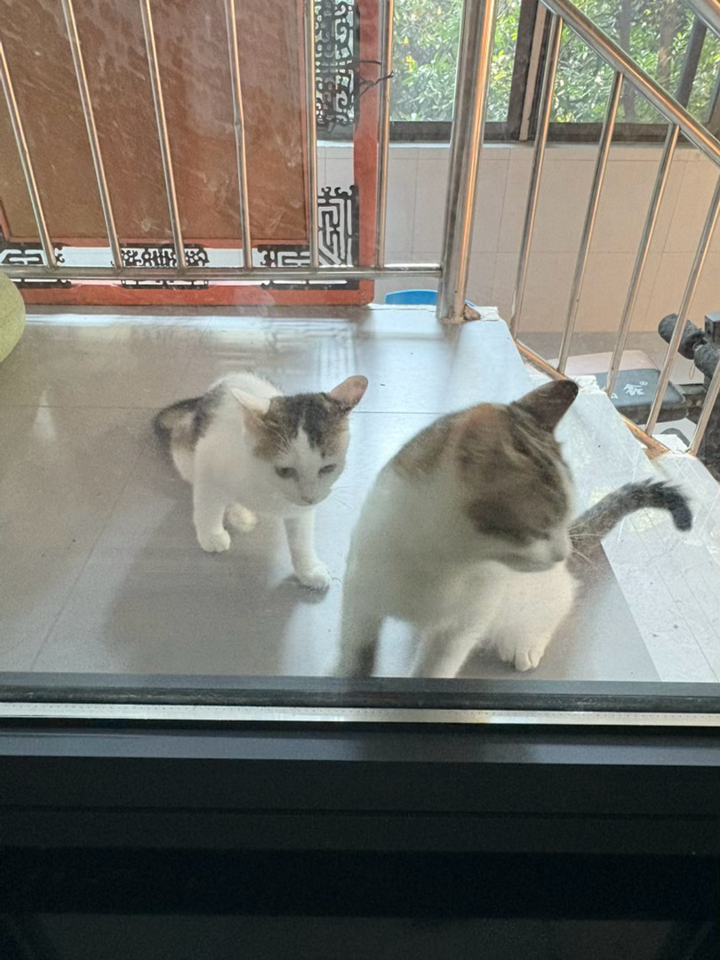 又来见双子星小猫咪了太萌了