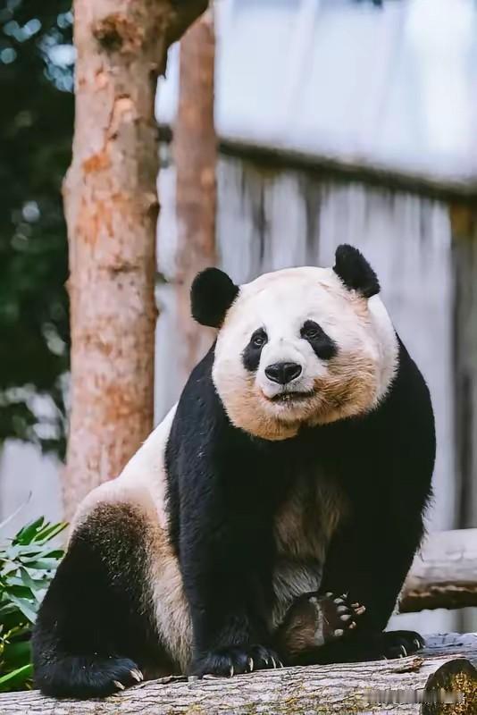 日本大熊猫回国才两天，
就有媒体开始问为什么台湾的大熊猫不用还。

晓晓和蕾蕾在