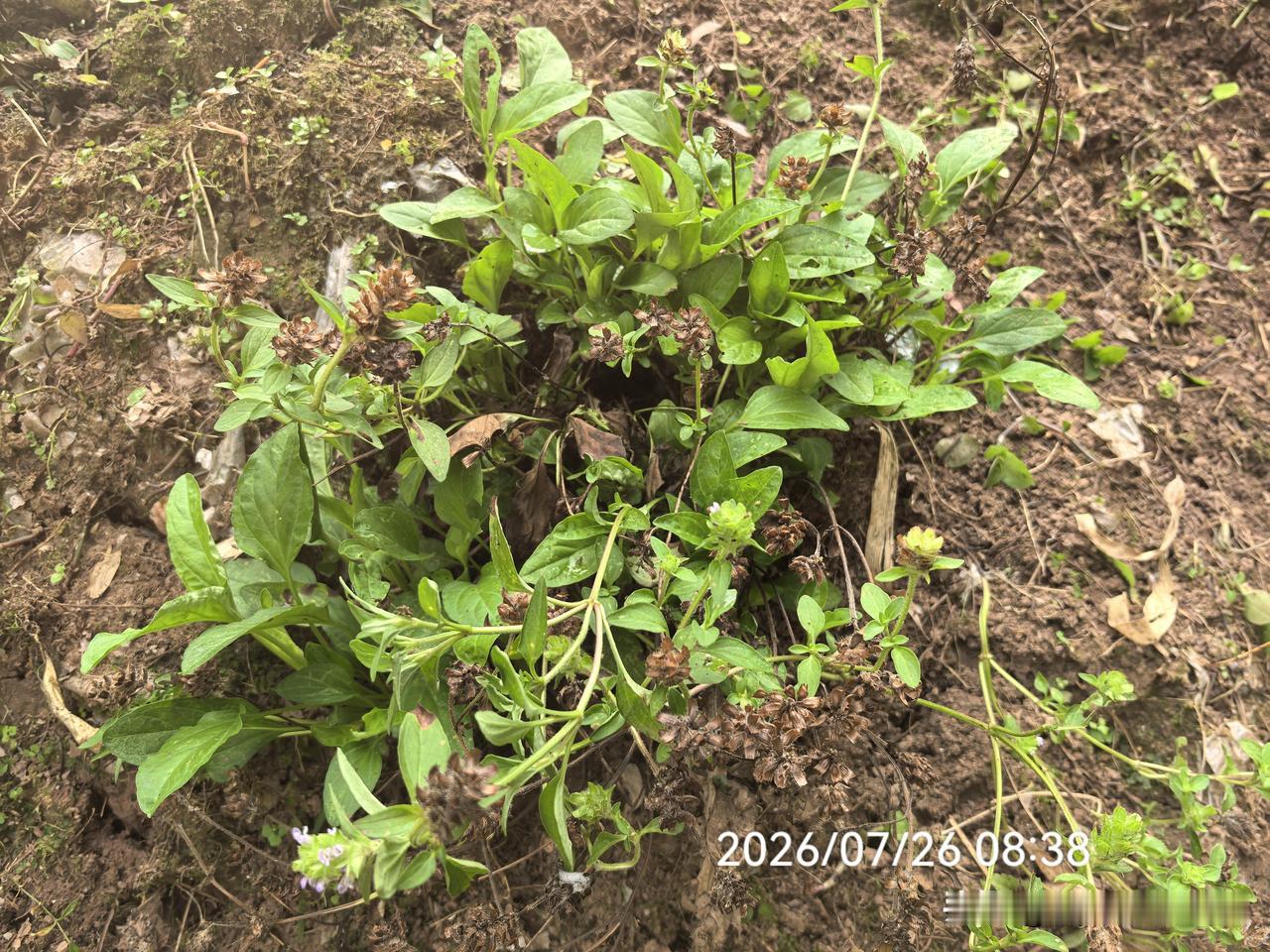 昨天我给大家讲了一个马路中间“草坚强”的故事，今天我再来给大家讲一个植物创造的神