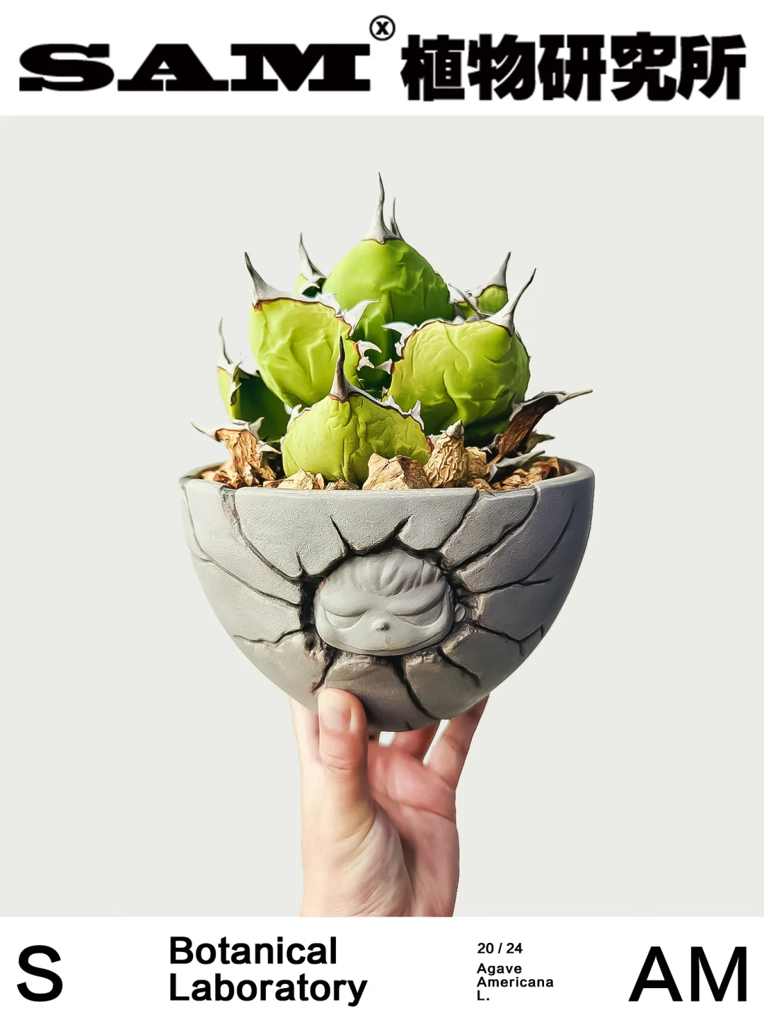 野龙｜Agave Americana L.