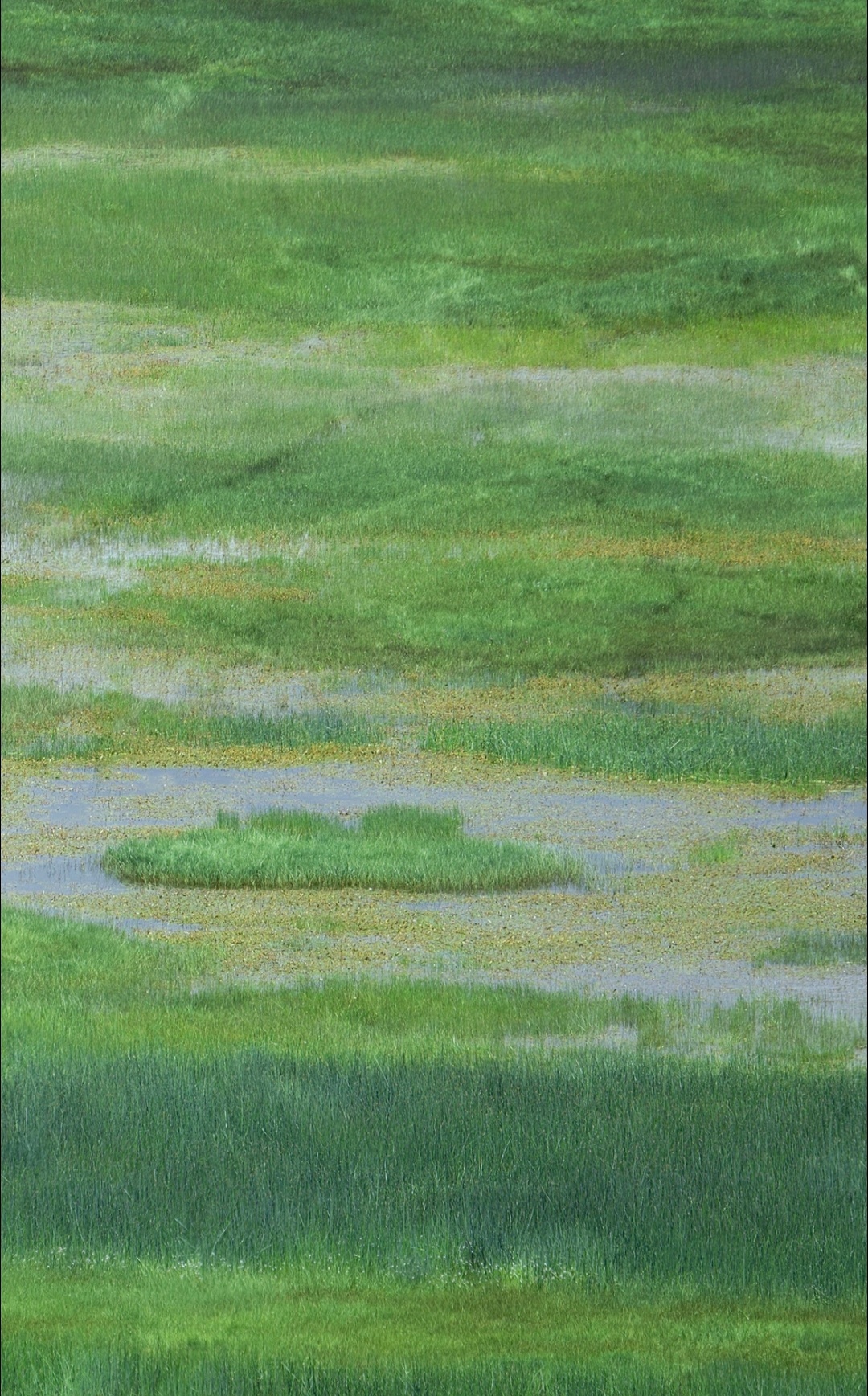 旷野之息，自由之驹。 